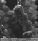 Printed hair under SEM
